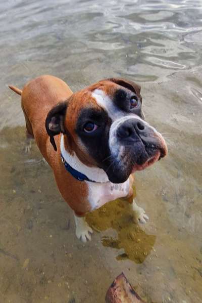 Boxer ???-Beitrag-Bild