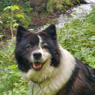 Dogorama Photo Challenge - Einmal lächeln bitte-Beitrag-Bild