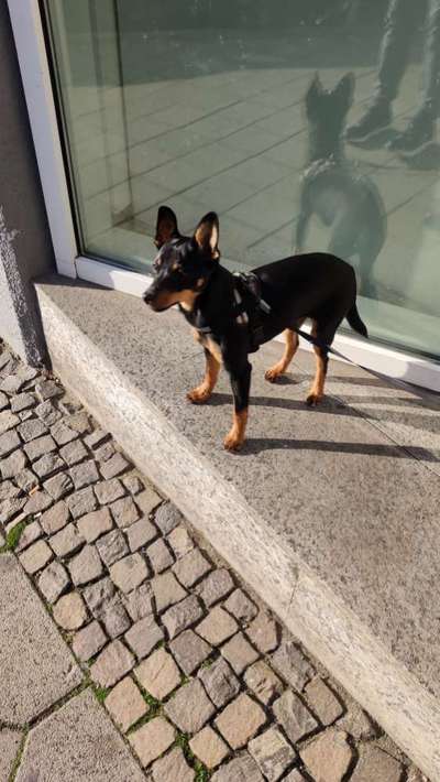 Wo sind die Jack und Parson Russell Terrier?-Beitrag-Bild