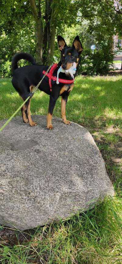 Welche rasse-Beitrag-Bild