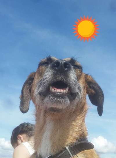 Die Dogorama Kalender Challenge 4/4-Beitrag-Bild