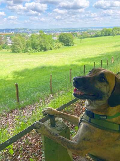 Hundetreffen-Trainingsspaziergang an der Leine-Bild