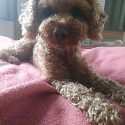 Traumhunde?-Beitrag-Bild