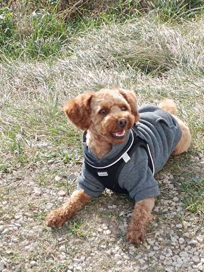 Zeigt her eure Pudel und Pudelmischlinge (:-Beitrag-Bild