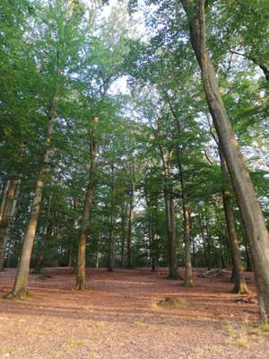 Hundeauslaufgebiet-Wald am Silberknapp-Bild