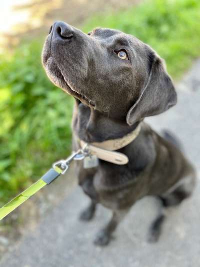 Labradorfans-Beitrag-Bild