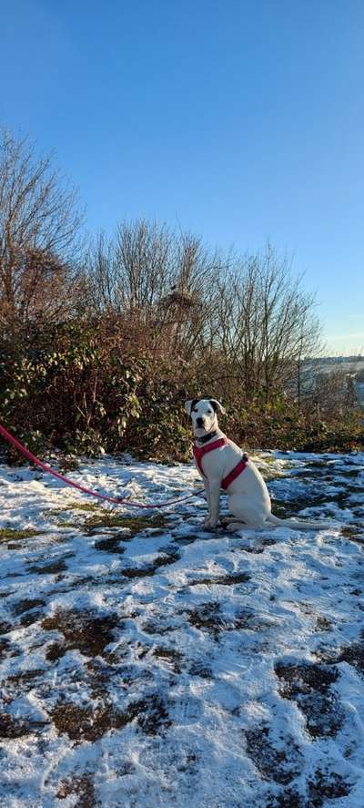 Dogorama Photo Challenge - Es wird nochmal kalt!-Beitrag-Bild