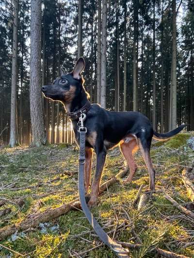 Prager Rattler-Beitrag-Bild