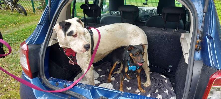 FOTOCHALLENGE 72 - Glücklicher Hund im Schmuddel-Look-Beitrag-Bild