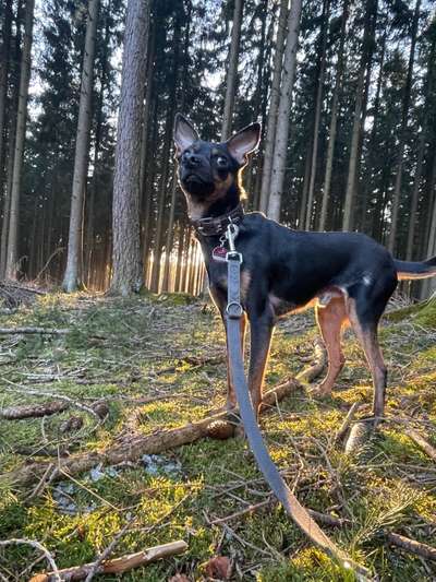 Wie heißt dein Hund?-Beitrag-Bild