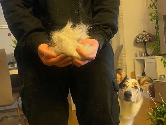 Collies gesucht-Beitrag-Bild