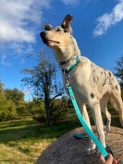 156. Fotochallenge *** DEIN HUND UND DIE WUNDERSCHÖNEN WOLKEN ***-Beitrag-Bild