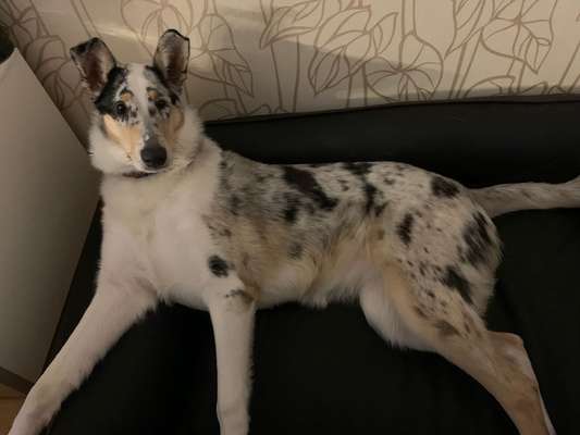 Collies gesucht-Beitrag-Bild