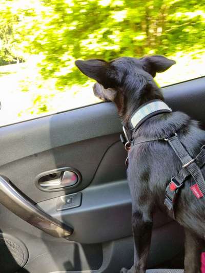 Foto Challenge Nr. 137 - Lass die Ohren fliegen-Beitrag-Bild