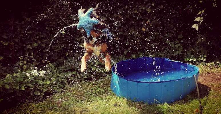 Die Dogorama Kalender Challenge 4/4-Beitrag-Bild