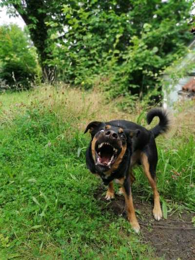 Die Dogorama-Wochen-Challenge "Die schönste Grimasse"-Beitrag-Bild