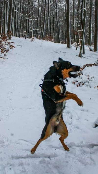 Challenge Nr. 16         Dynamik - Dein Hund in Bewegung-Beitrag-Bild