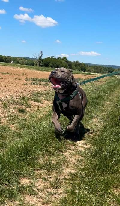 Hundetreffen-Hundefreund/in gesucht-Bild