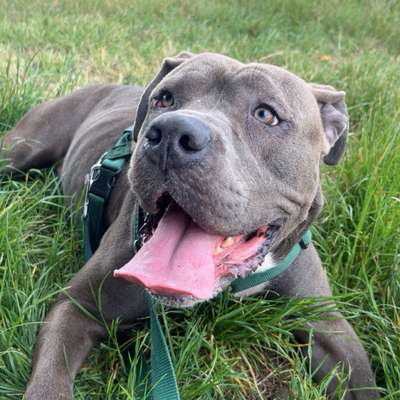 Hundetreffen-Hundefreund/in gesucht-Bild