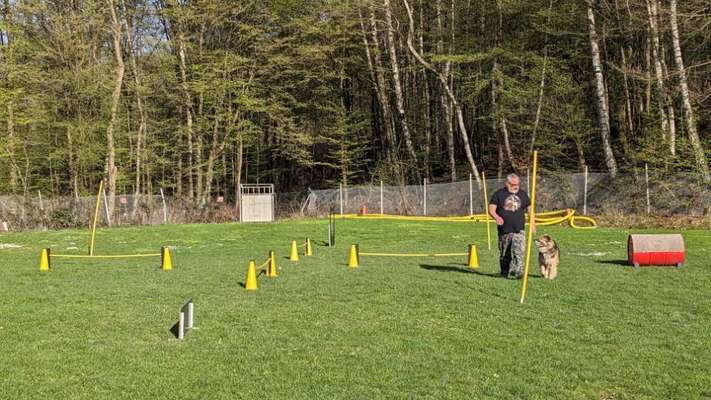 Alles rund um den Schäferhund, diskutieren erwünscht.-Beitrag-Bild