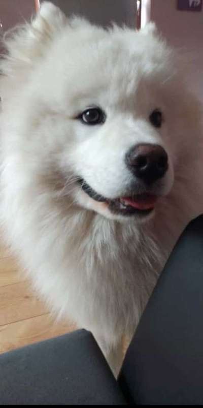 Samojede-Beitrag-Bild