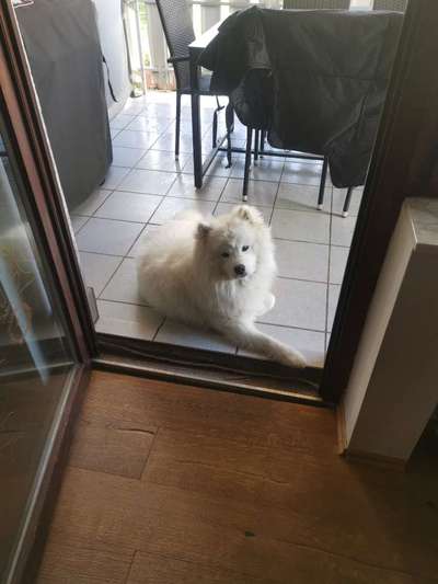 Samojede-Beitrag-Bild