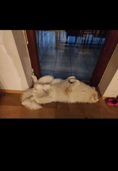 Samojede-Beitrag-Bild