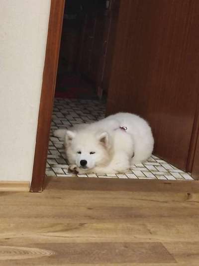 Nordische Hunde-Beitrag-Bild