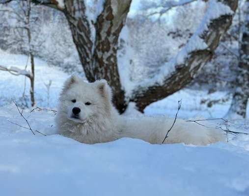 Samojede-Beitrag-Bild