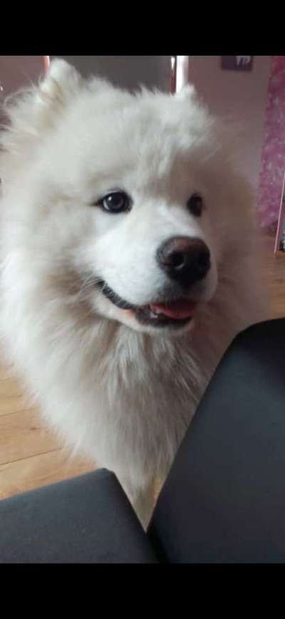 Samojede-Beitrag-Bild