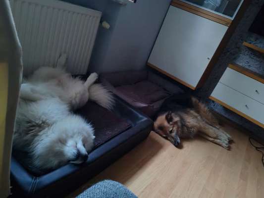 Samojede-Beitrag-Bild