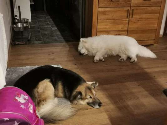 Samojede-Beitrag-Bild