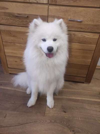 Samojede-Beitrag-Bild