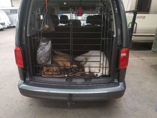 Samojede-Beitrag-Bild