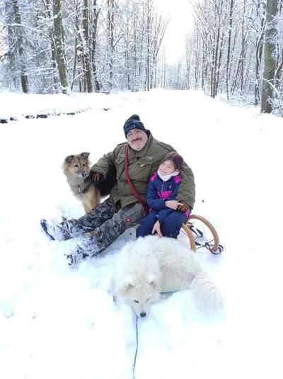 Samojede-Beitrag-Bild