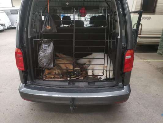 Samojede-Beitrag-Bild