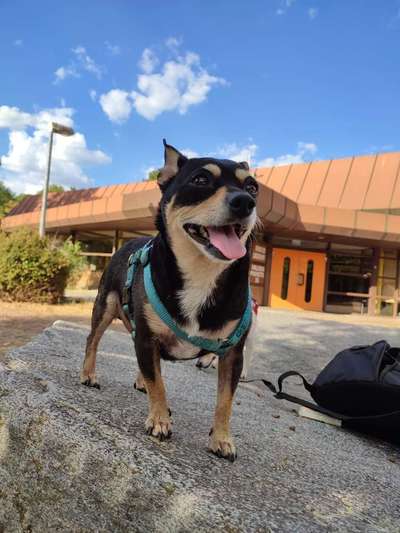 Wo sind die Chihuahua Besitzer ?-Beitrag-Bild