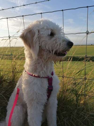 Goldendoodle-Beitrag-Bild