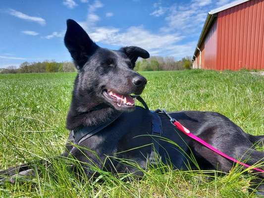 Handy Foto Challange Nr. 46  Happy Dog-Beitrag-Bild