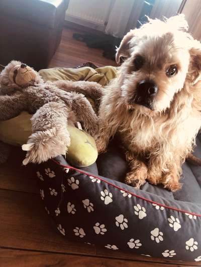 Dogorama Photo Challenge - Hundeblick zum hinschmelzen-Beitrag-Bild