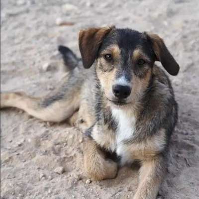 Hundetreffen-Welpentreffen Linden