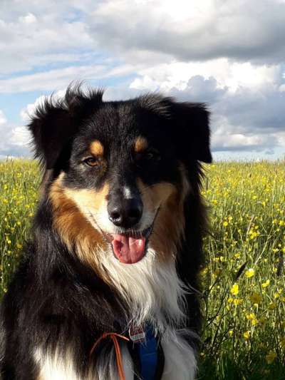 Die Dogorama Monats Challenge "Es grünt und blüht"-Beitrag-Bild