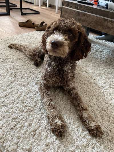 Lagotto Romagnolo Besitzer-Beitrag-Bild