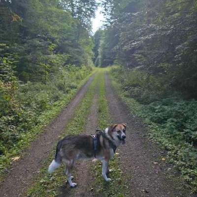 Hundetreffen-Entspannte Spaziergänge-Bild