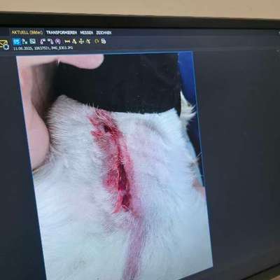 Mein Hund wurde vom nicht angeleinten Hund angegriffen-Beitrag-Bild