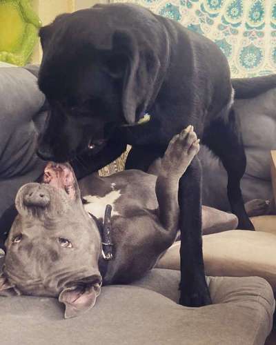 Dogorama Photo Challenge - Gegensätze-Beitrag-Bild