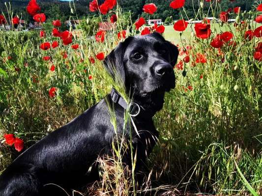 5. Hund im hohen Gras-Beitrag-Bild