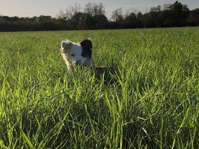 Dein Hund im Dogorama-Kalender 2021-Beitrag-Bild