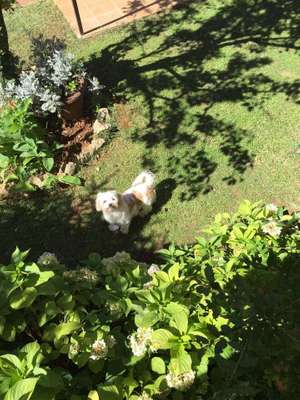 Dein Hund im Dogorama-Kalender 2021-Beitrag-Bild