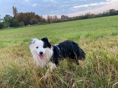 Dein Hund im Dogorama-Kalender 2021-Beitrag-Bild